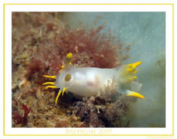 These Polycera faeroensis was found in Bretagne these spr... by John De Jong 